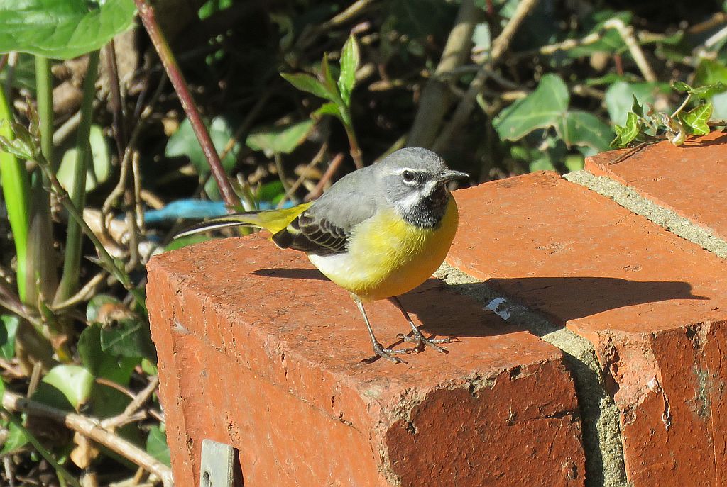   Male Grey Wagtail